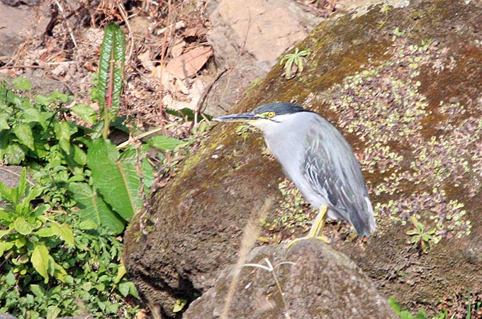 Striated Heron
