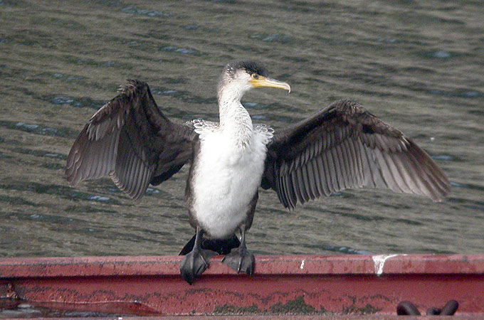 Temminck's Cormorant