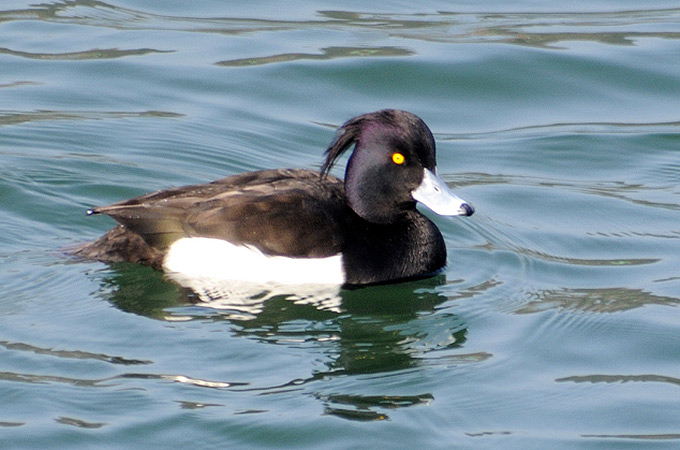 Tufted Duck