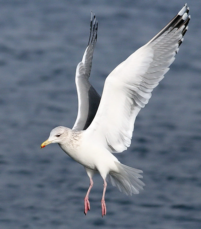 Vega Gull
