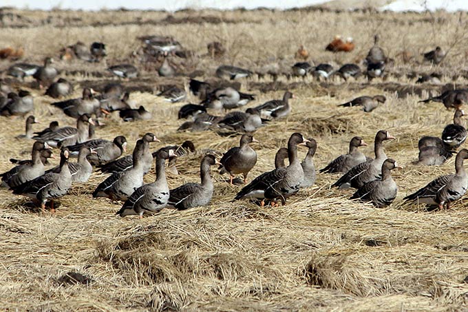 White-fronted Goose