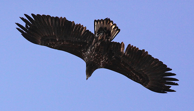 White-tailed Eagle