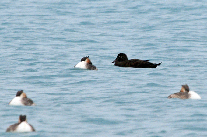 White-winged Scoter
