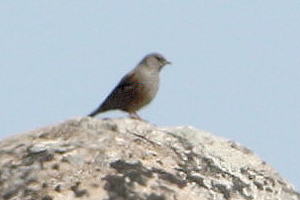 Alpine Accentor