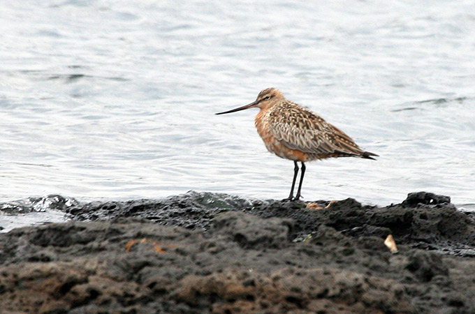 Bar-tailed Godwit