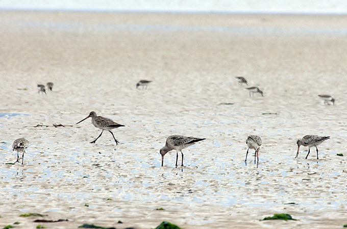 Bar-tailed Godwit