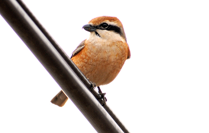 Bull-headed Shrike