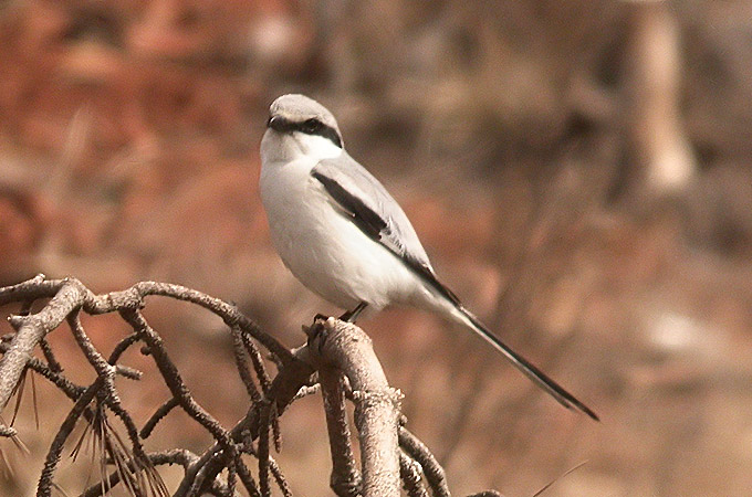 Chinese Grey Shrike