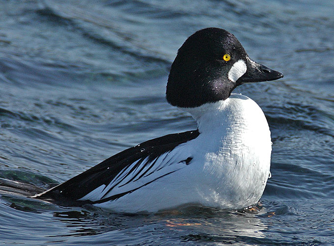 Common Goldeneye