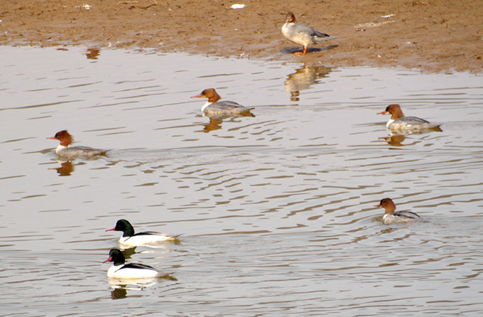 Common Merganser