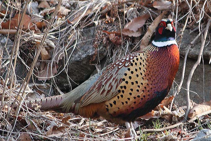 Common Phesant