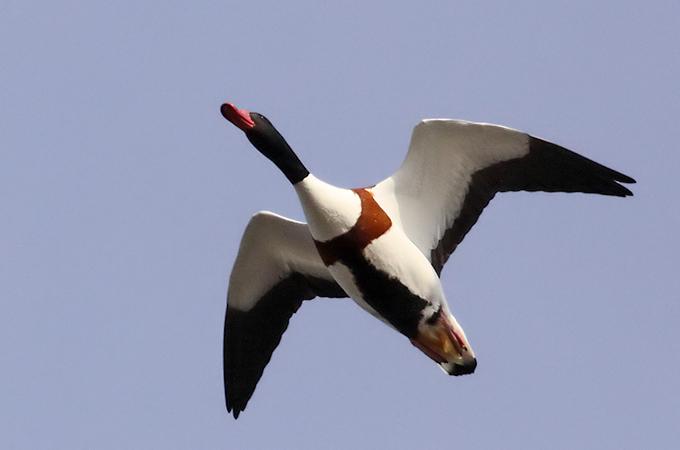 Common Shelduck