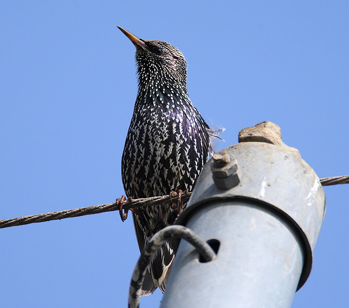 Common Starling