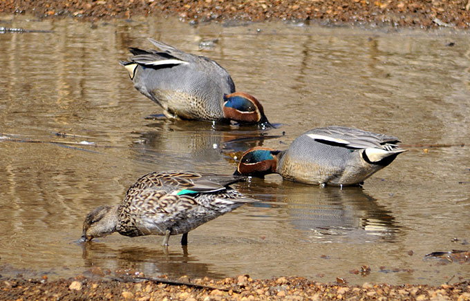 Common Teal