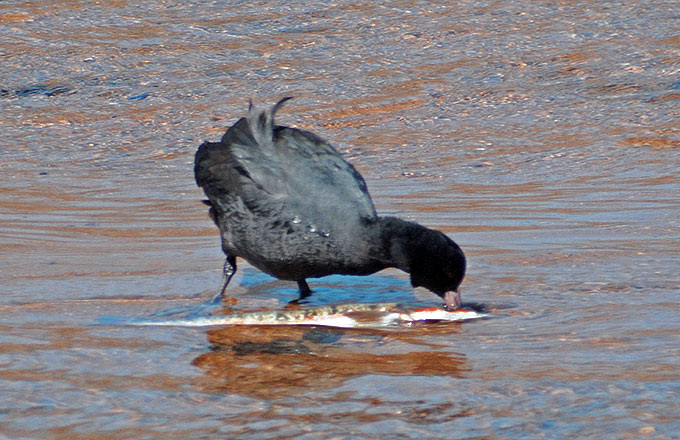 Coot
