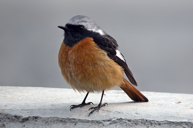 Daurian Redstart