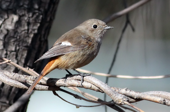 Daurian Redstart