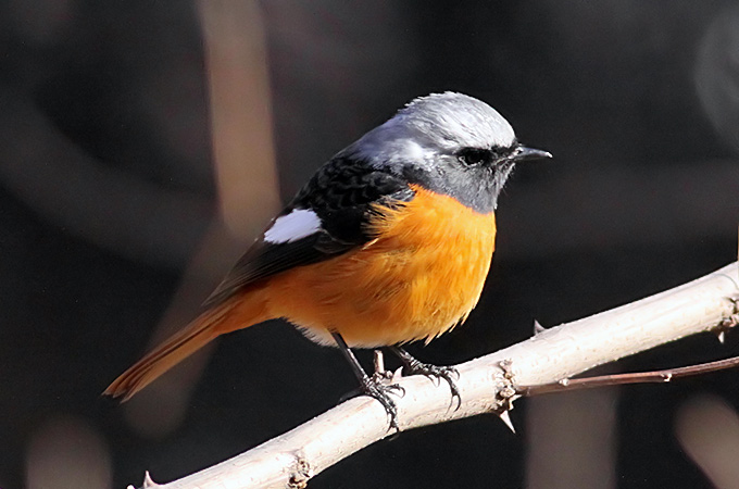 Daurian Redstart