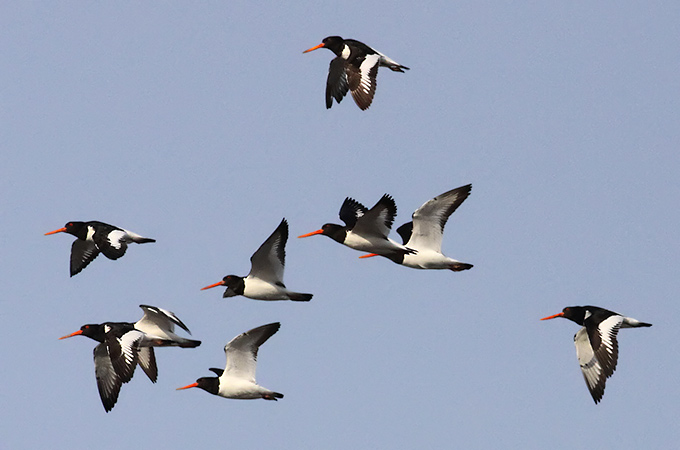 Eastern Oystercatcher