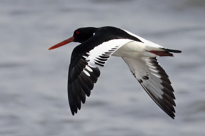 Eastern Oystercatcher