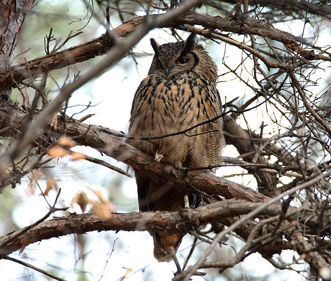 Eurasian EagleOwl Bubo bubo Photo Robin Newlin