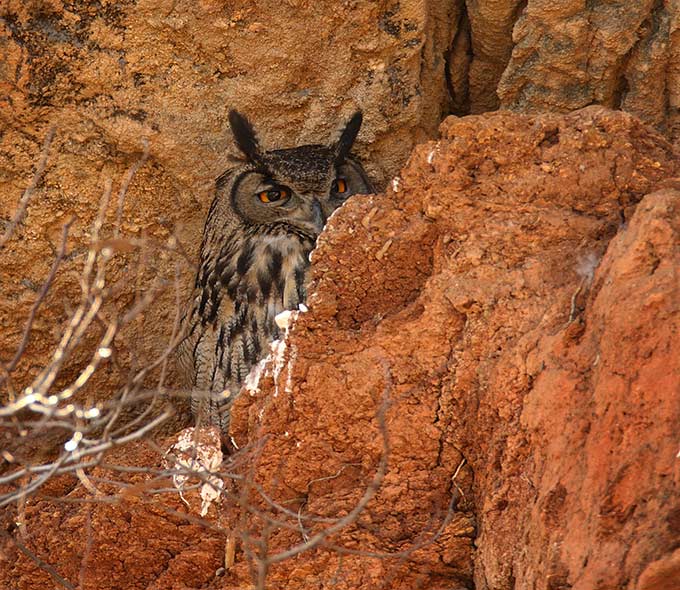 Eurasian Eagle-Owl