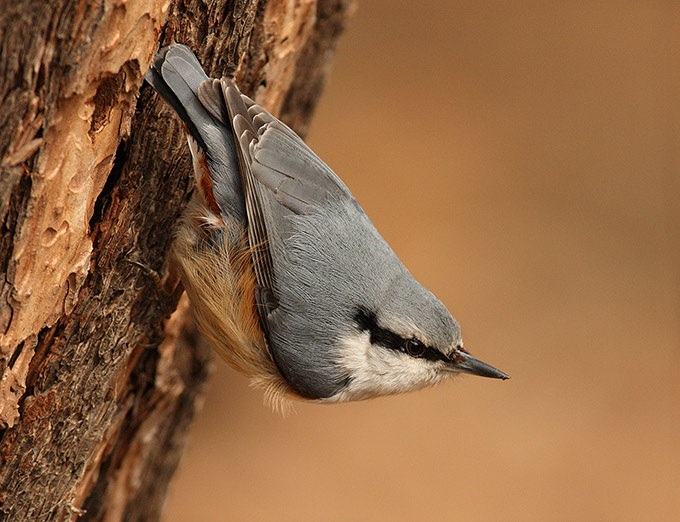 Eurasian Nuthatch