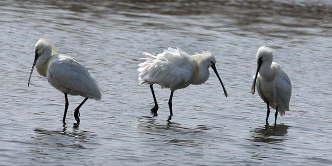 Eurasian Spoonbill