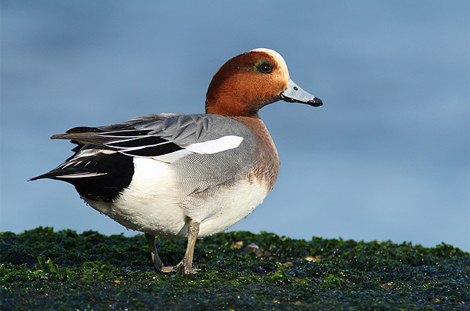 Eurasian Wigeon