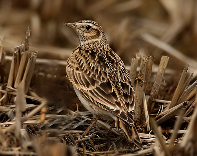 Far Eastern Skylark