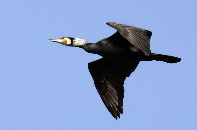 Great Cormorant