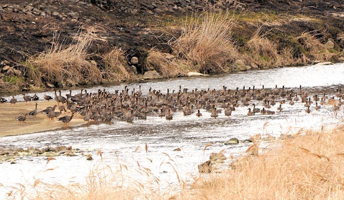 Greater White-fronted Goose