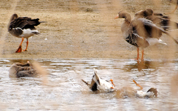 Greater White-fronted Goose