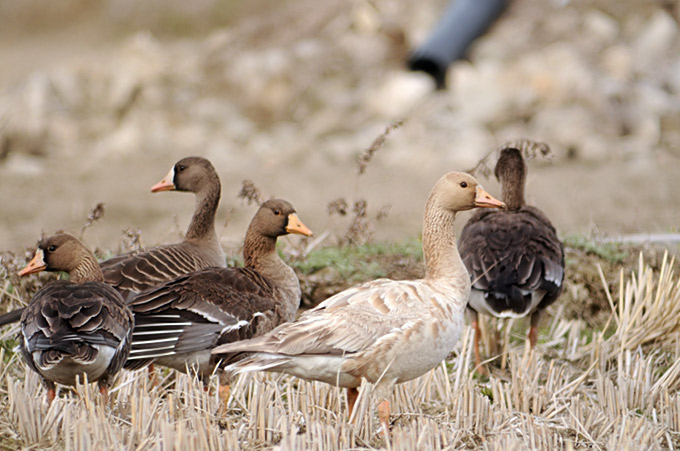 Greater White-fronted Goose