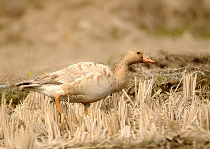 Greater White-fronted Goose