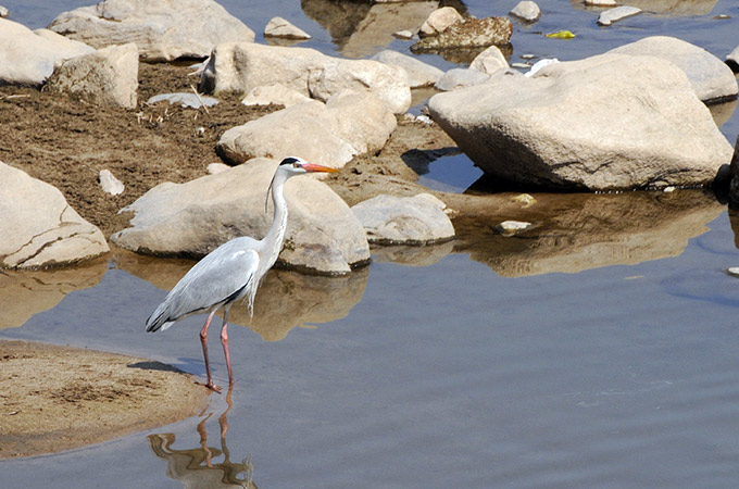 Grey Heron