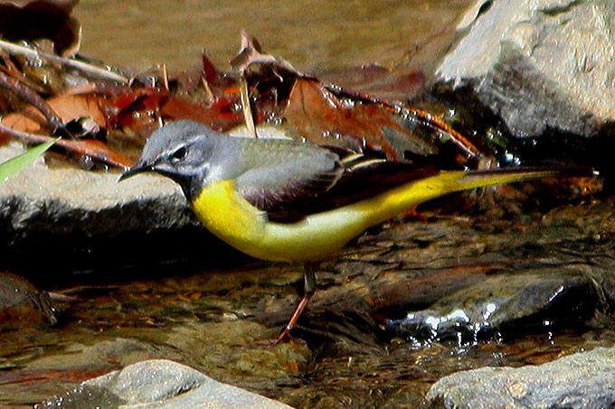 Grey Wagtail