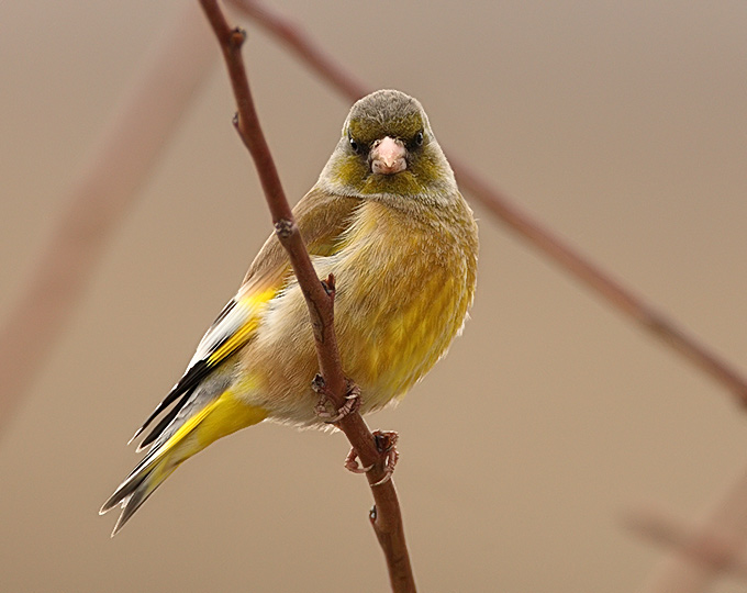 Grey-capped Greenfinch