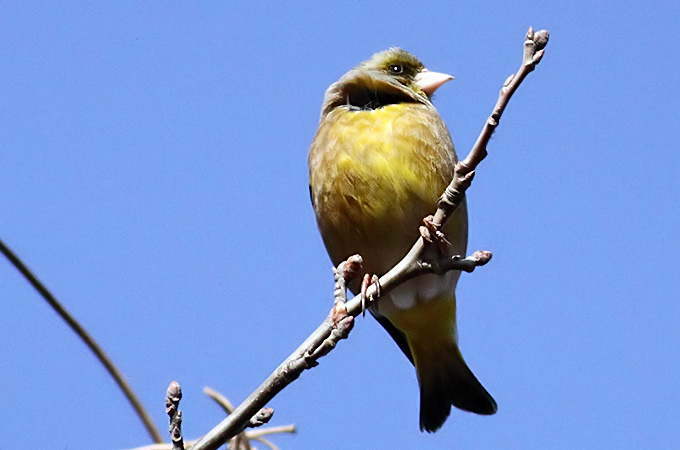 Grey-capped Greenfinch