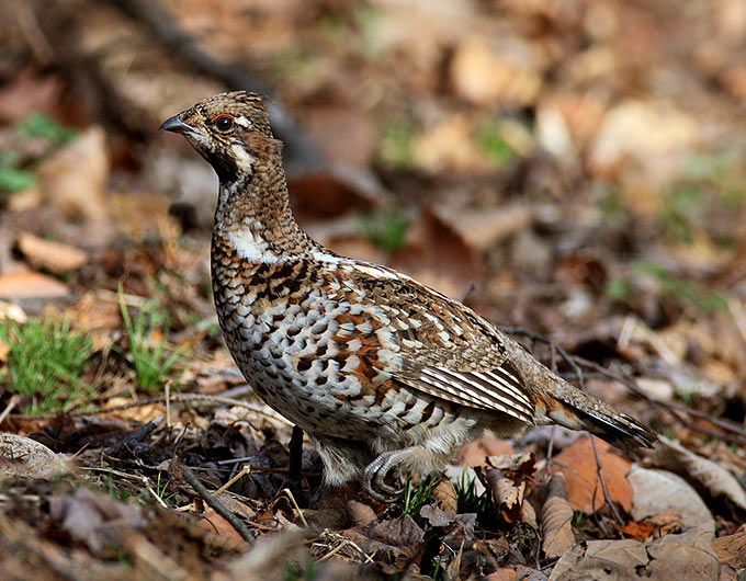 Hazel Grouse