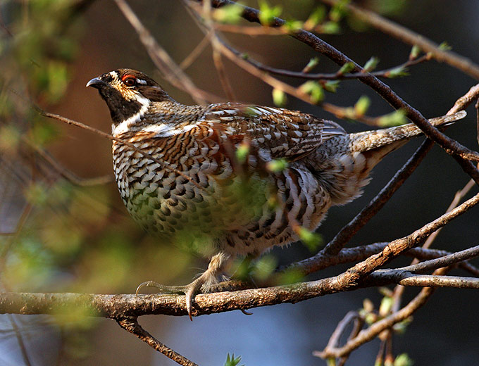 Hazel Grouse