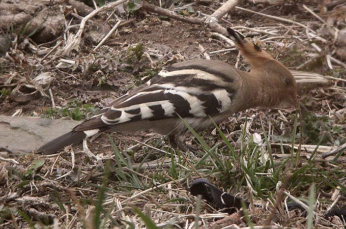 Eurasian Hoopoe