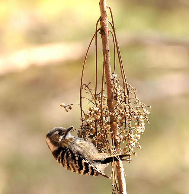Japanese Pygmy Woodpecker