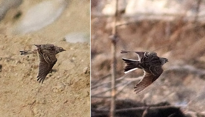 Skylarks