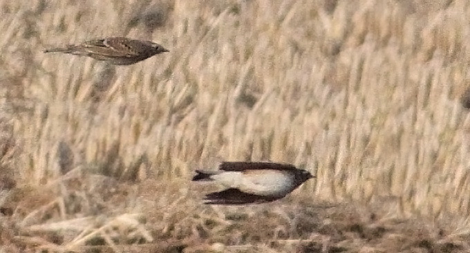Skylarks