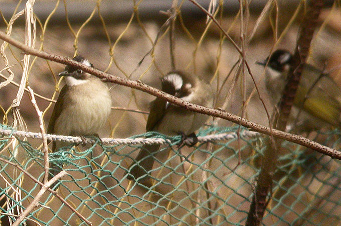 Light-vented Bulbul