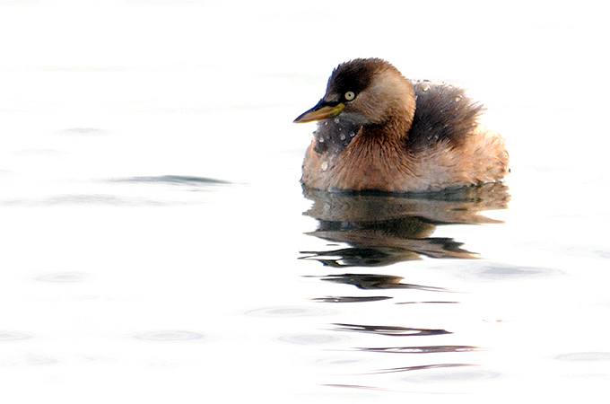 Little Grebe