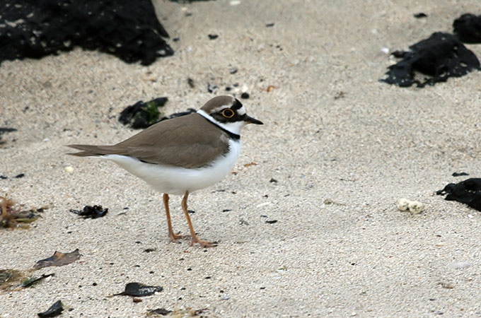 Little Ringed Plover