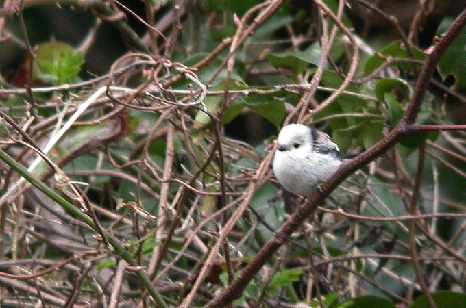 Long-tailed Tit