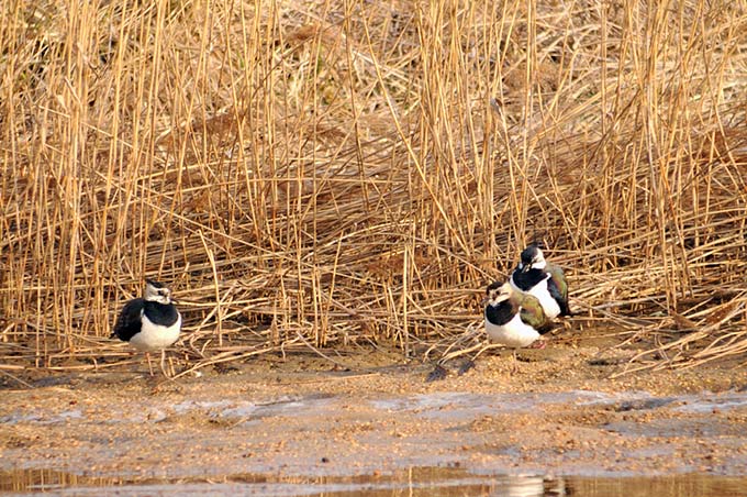 Northern Lapwing